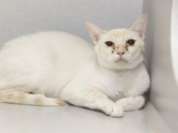 CHETNEY -  Siamese Cat for Adoption in Phoenix, Arizona - CHETNEY | PetCurious