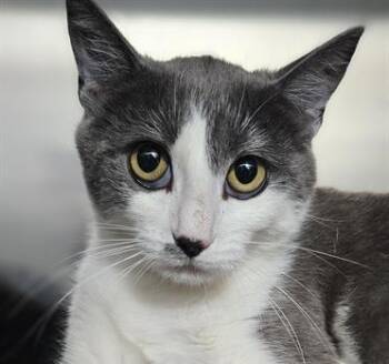 CHRISSY* -  Domestic Short Hair Cat for Adoption in Santa Cruz, California - CHRISSY* | PetCurious
