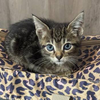 Pollux -  Domestic Short Hair Cat for Adoption in Fredericksburg, Virginia - Pollux | PetCurious