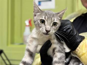 NEPTUNE -  Domestic Short Hair Cat for Adoption in Pueblo, Colorado - NEPTUNE | PetCurious