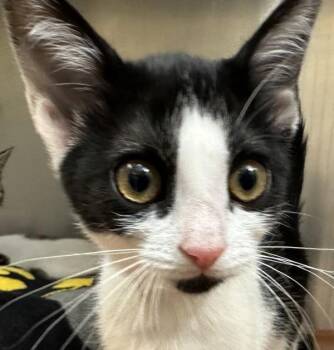 Bayberry -  Domestic Short Hair Cat for Adoption in Walnut Creek, California - Bayberry | PetCurious