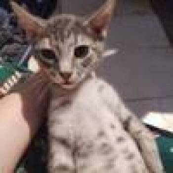 Willow -  Domestic Short Hair Cat for Adoption in West Palm Beach, Florida - Willow | PetCurious