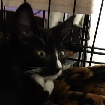Merco -  Domestic Short Hair Cat for Adoption in Spokane, Washington - Merco | PetCurious
