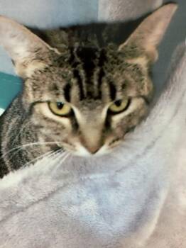 Domestic Short Hair Cats Available for Adoption - Cashew | PetCurious