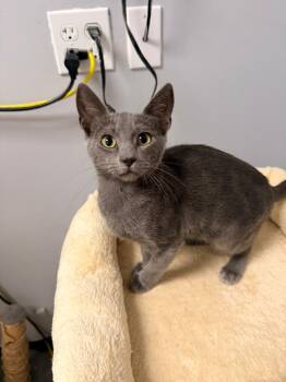 Domestic Short Hair Cats Available for Adoption in Quail Heights, Florida - Vini | PetCurious