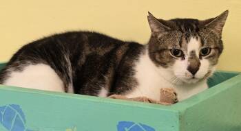 SID -  Domestic Short Hair Cat for Adoption in Muskegon, Michigan - SID | PetCurious
