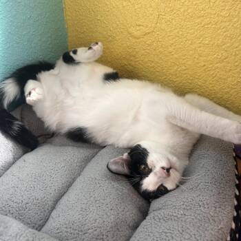 MauMau -  Domestic Short Hair Cat for Adoption in Fresno, California - MauMau | PetCurious