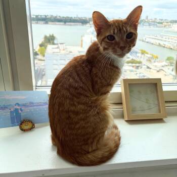 Moon -  Domestic Short Hair Cat for Adoption - Moon | PetCurious