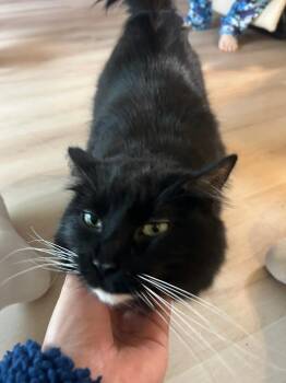 Tuxedo and Domestic Medium Hair Cats Available for Adoption in Gladstone, Oregon - Abigail | PetCurious