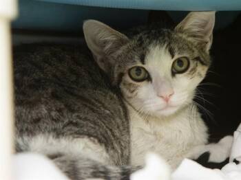 Domestic Short Hair Cats Available for Adoption in Phoenix, Arizona - BROWNIE | PetCurious