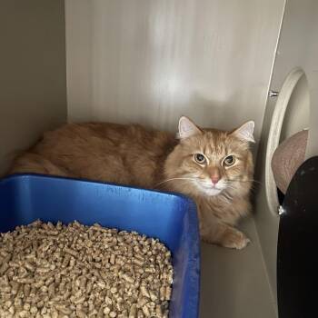 Sunshine -Butler Campus -  Domestic Long Hair Cat for Adoption in Flagstaff, Arizona - Sunshine -Butler Campus | PetCurious