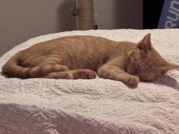 Pixie -  Domestic Short Hair Cat for Adoption in Fort Worth, Texas - Pixie | PetCurious
