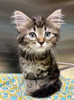 Snow Cone -  Domestic Long Hair Cat for Adoption in Saint Paul, Minnesota - Snow Cone | PetCurious