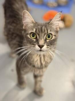 Venus -  Domestic Medium Hair and Domestic Short Hair Cat for Adoption in Gwinn, Michigan - Venus | PetCurious