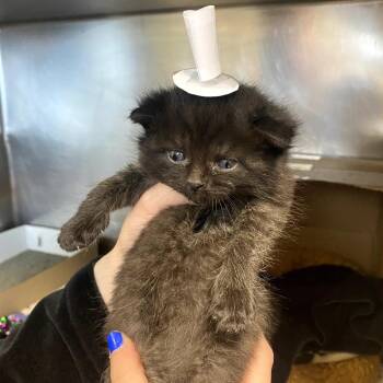 Tripper -  Domestic Short Hair Cat for Adoption in Philadelphia, Pennsylvania - Tripper | PetCurious