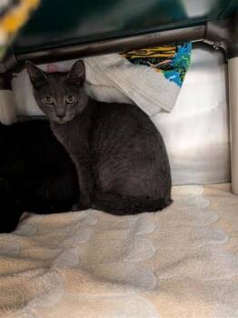 Shadow -  Domestic Medium Hair and Domestic Short Hair Cat for Adoption in Montreal, Quebec - Shadow | PetCurious