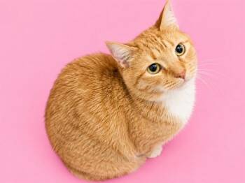 LUNA -  Domestic Short Hair Cat for Adoption in Doral, Florida - LUNA | PetCurious