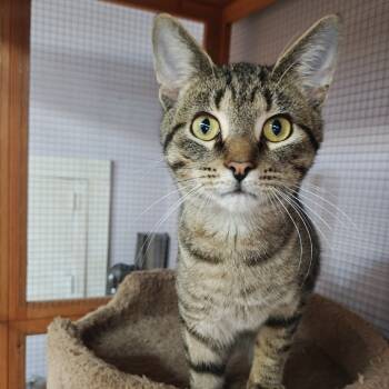 Rescue Domestic Short Hair Cats for Adoption in Madison, Wisconsin - Byron | PetCurious