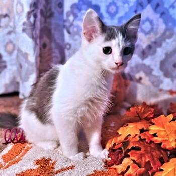 Patrick -  Domestic Short Hair Cat for Adoption in Rutherfordton, North Carolina - Patrick | PetCurious