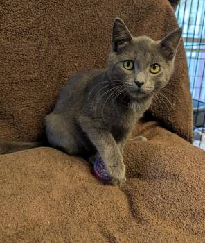 Toby -  Domestic Short Hair Cat for Adoption in Brockport, New York - Toby | PetCurious