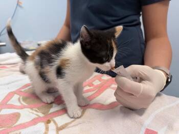Amira -  Domestic Short Hair Cat for Adoption in Raleigh, North Carolina - Amira | PetCurious