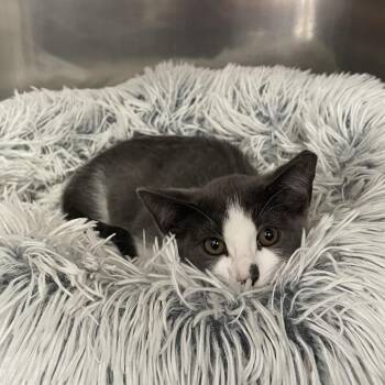 Andie -  Domestic Short Hair Cat for Adoption in Westhampton, New York - Andie | PetCurious