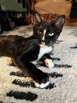 Rescue Domestic Short Hair Cats for Adoption in Denver, Colorado - Blaze | PetCurious