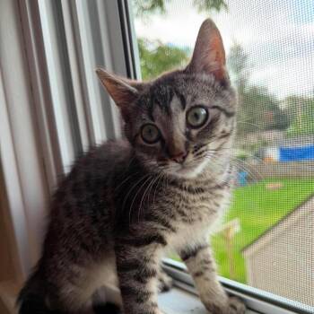 Peter -  Domestic Short Hair Cat for Adoption in West Olive, Michigan - Peter | PetCurious