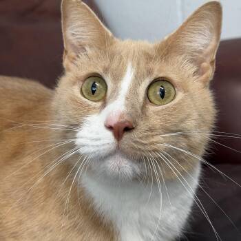 C.C. -  Domestic Short Hair Cat for Adoption in North Myrtle Beach, South Carolina - C.C. | PetCurious