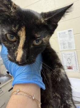 Sage -  Domestic Short Hair Cat for Adoption in Westland, Michigan - Sage | PetCurious