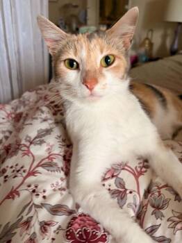Ginger -  Domestic Short Hair Cat for Adoption in South Bend, Indiana - Ginger | PetCurious