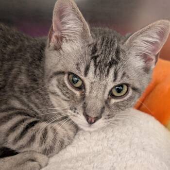 Trinity -  Domestic Short Hair Cat for Adoption in Sonoma, California - Trinity | PetCurious