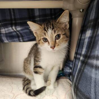 Simba -  Domestic Short Hair Cat for Adoption in Fort Wayne, Indiana - Simba | PetCurious