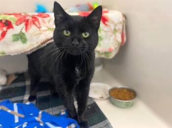 MO MO -  Domestic Short Hair Cat for Adoption in Fort Wayne, Indiana - MO MO | PetCurious