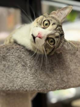 Domestic Short Hair Cats Available for Adoption in Seneca, South Carolina - Freddy $50 | PetCurious