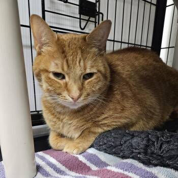 Domestic Short Hair Cats Available for Adoption in Ridgely, Maryland - Franklin | PetCurious