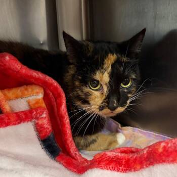 Sandy -  Domestic Short Hair and Mixed Breed Cat for Adoption in Mentor, Ohio - Sandy | PetCurious
