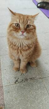 Rescue Domestic Medium Hair and Persian Cats for Adoption in Nutley, New Jersey - Micho (Egypt) | PetCurious