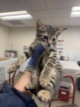 MILLIE -  Domestic Short Hair Cat for Adoption in Doral, Florida - MILLIE | PetCurious