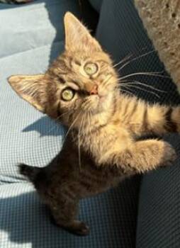 Beth -  Tabby and Domestic Short Hair Cat for Adoption in Pasco, Washington - Beth | PetCurious