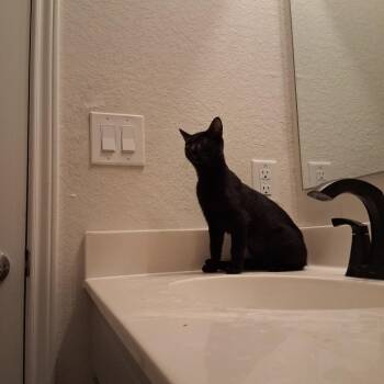 Domestic Short Hair Cats Available for Adoption in San Antonio, Texas - Wednesday | PetCurious