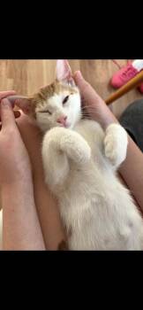 Domestic Short Hair Cats Available for Adoption in Havertown, Pennsylvania - Manzo | PetCurious
