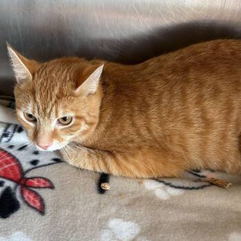Domestic Short Hair Cats Available for Adoption in Summerlee, West Virginia - Crash | PetCurious