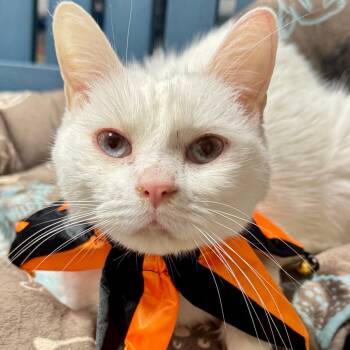 Rescue Siamese Cats for Adoption in Lakeland, Florida - Saint | PetCurious