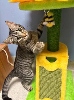 Rescue Domestic Short Hair Cats for Adoption in Rock Falls, Illinois - Spork | PetCurious