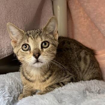 Pepper Jack Cheese Cube -  Domestic Short Hair Cat for Adoption in York, Pennsylvania - Pepper Jack Cheese Cube | PetCurious