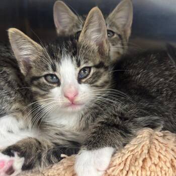 Loki -  Domestic Short Hair Cat for Adoption in League City, Texas - Loki | PetCurious