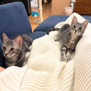 Rescue Domestic Short Hair Cats for Adoption - Zest & Zine | PetCurious