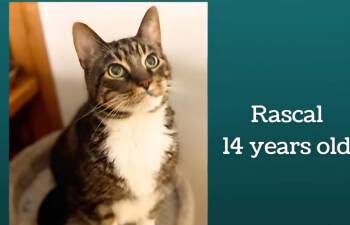 Domestic Short Hair Cats Available for Adoption in Monticello, Illinois - Rascal | PetCurious