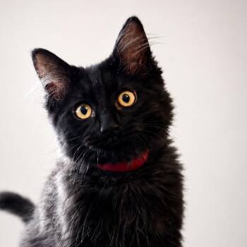 Leo -  Domestic Medium Hair Cat for Adoption in Spokane, Washington - Leo | PetCurious